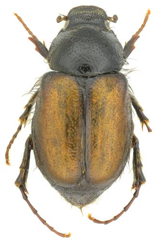 Réf. 353 676 : Chasmatopterus hirtulus